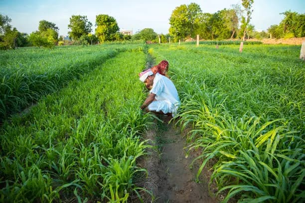 Guar Gum: Rajasthan Monsoon Progress and the H1-to-H2 Transition for Oilfield and Food Buyers