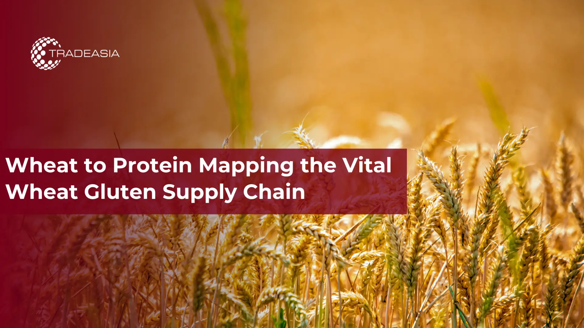 Del trigo a la proteína: mapeo de la cadena vital de suministro de gluten de trigo