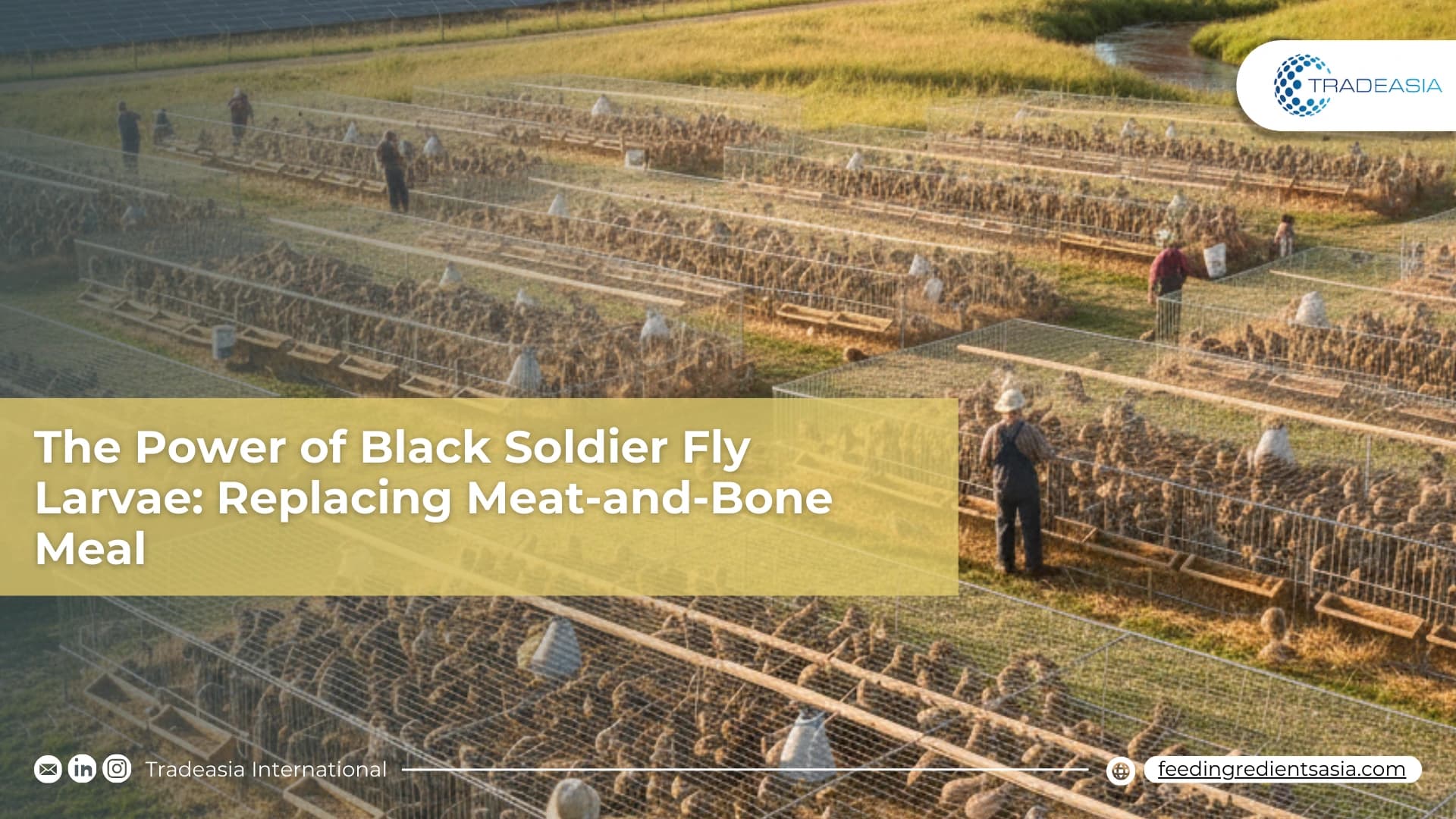 The Power of Black Soldier Fly Larvae: Replacing Meat-and-Bone Meal