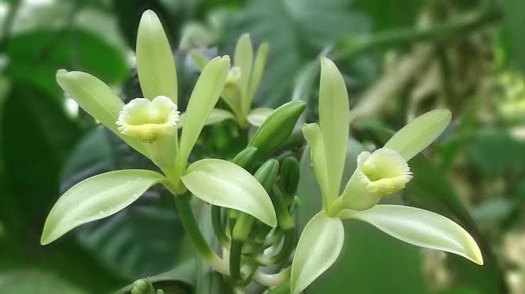 La vainillina y la cosecha de Madagascar: los informes de campo de julio y lo que indican para los precios del segundo semestre