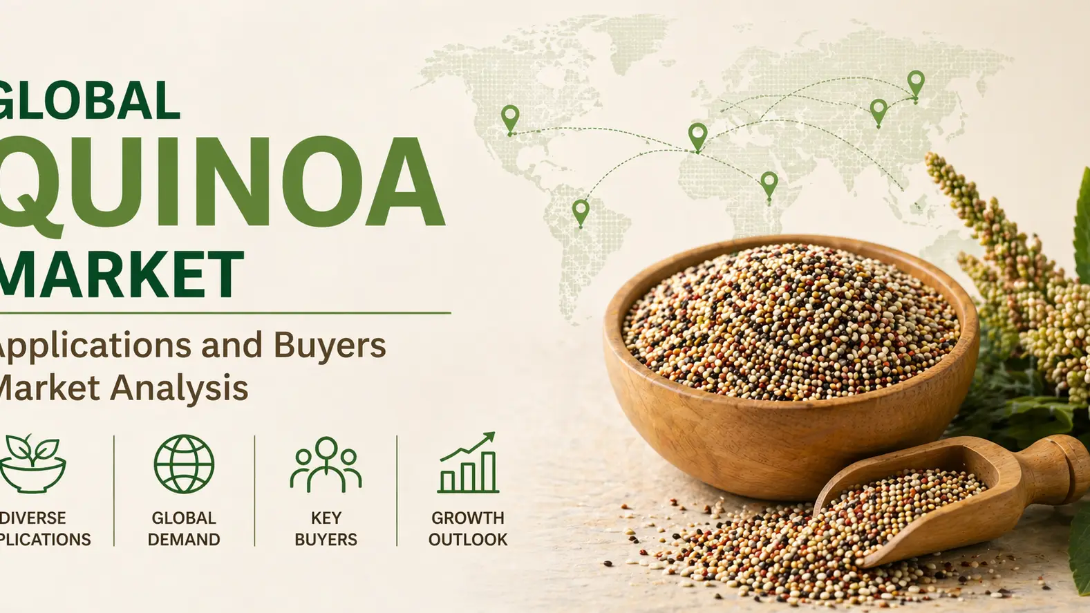 Global Quinoa Market Applications and Buyers Market Analysis