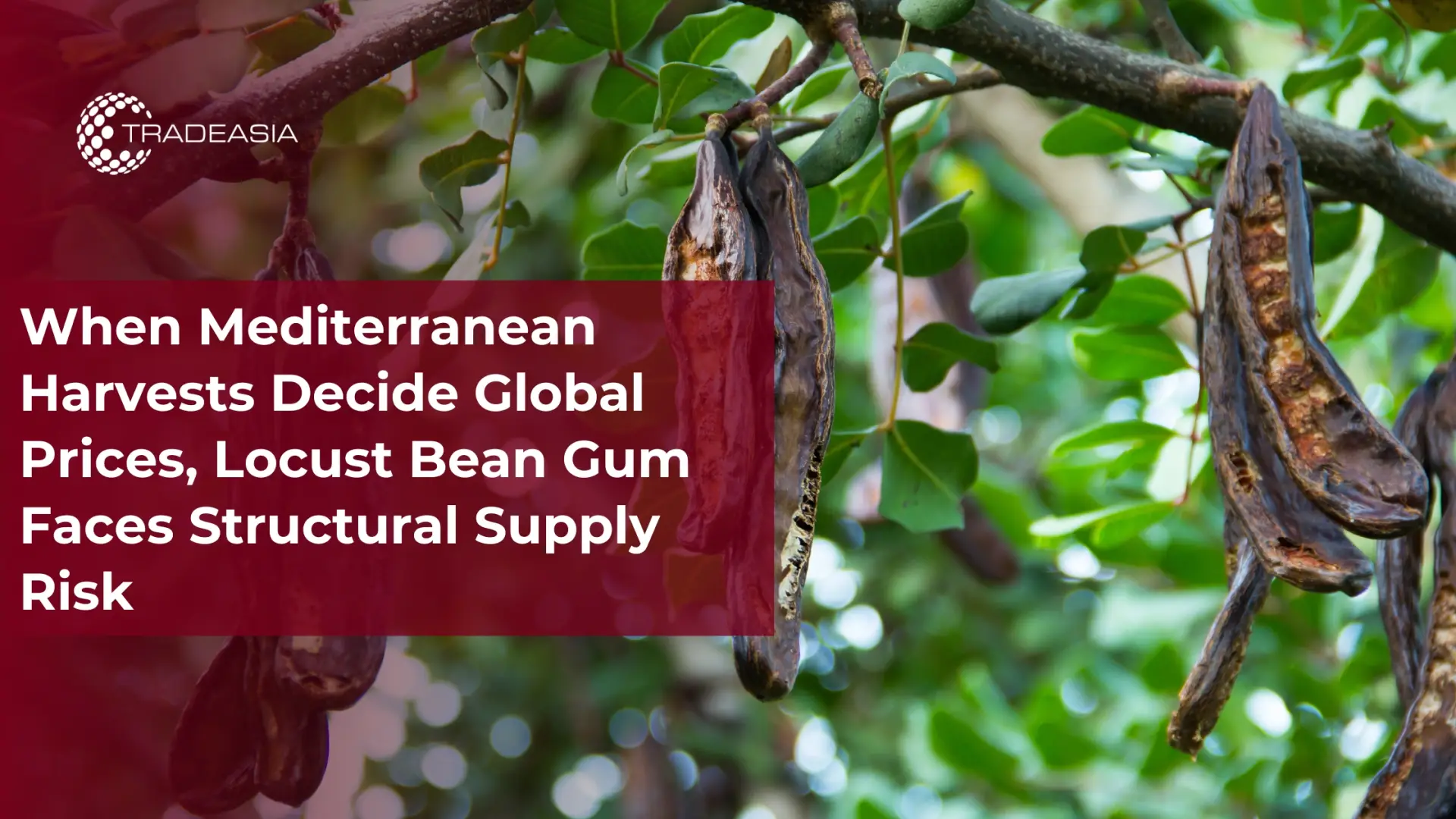 When Mediterranean Harvests Decide Global Prices, Locust Bean Gum Faces Structural Supply Risk
