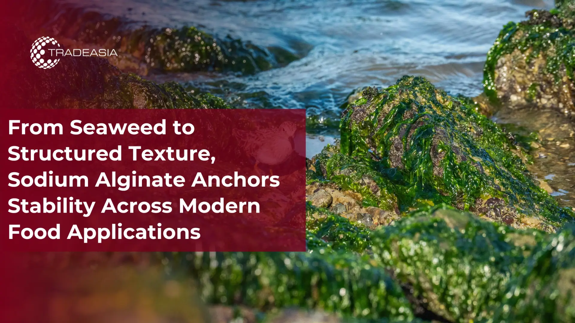 From Seaweed to Structured Texture, Sodium Alginate Anchors Stability Across Modern Food Applications