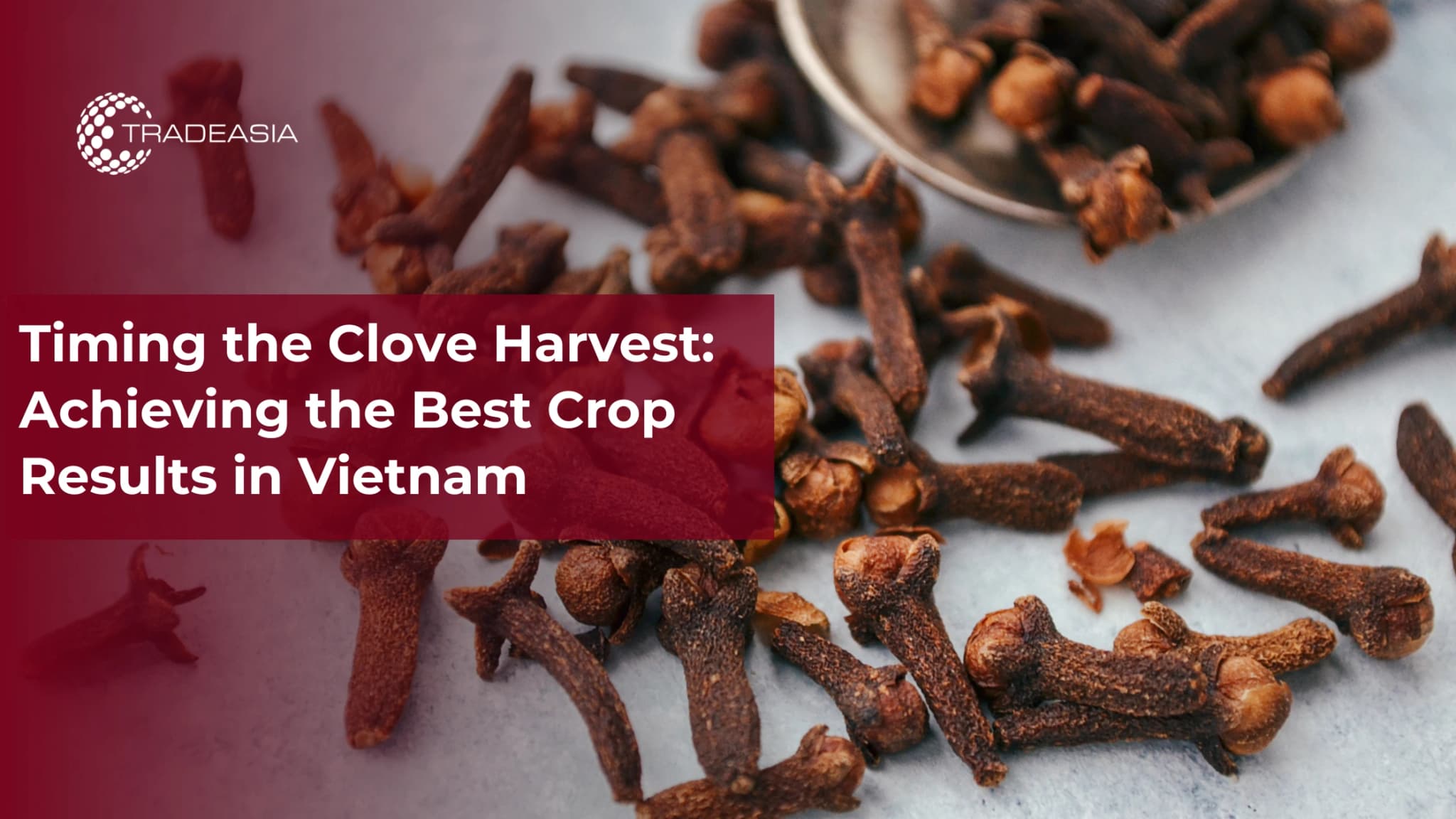 Timing the Clove Harvest: Achieving the Best Crop Results in Vietnam