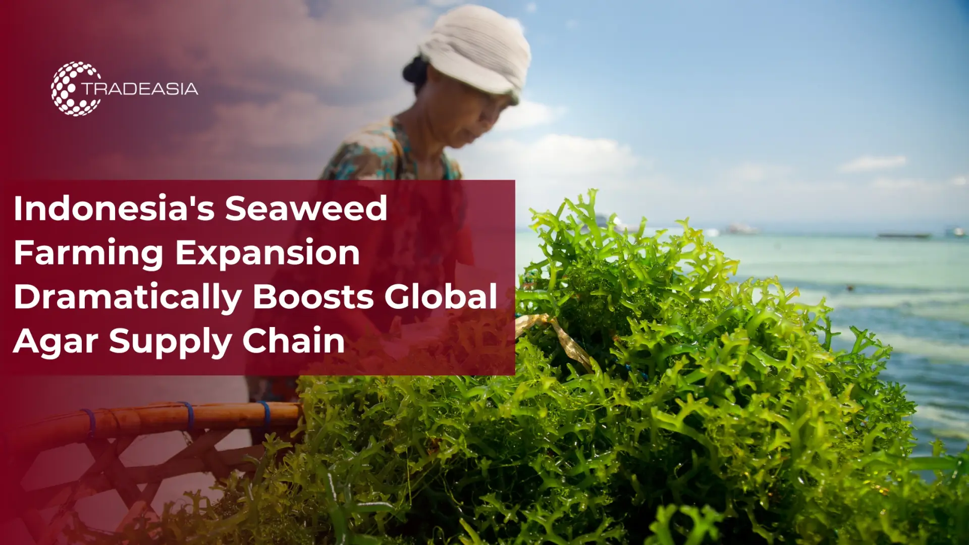 Seaweed Growth in Indonesia Strengthens Agar Supply