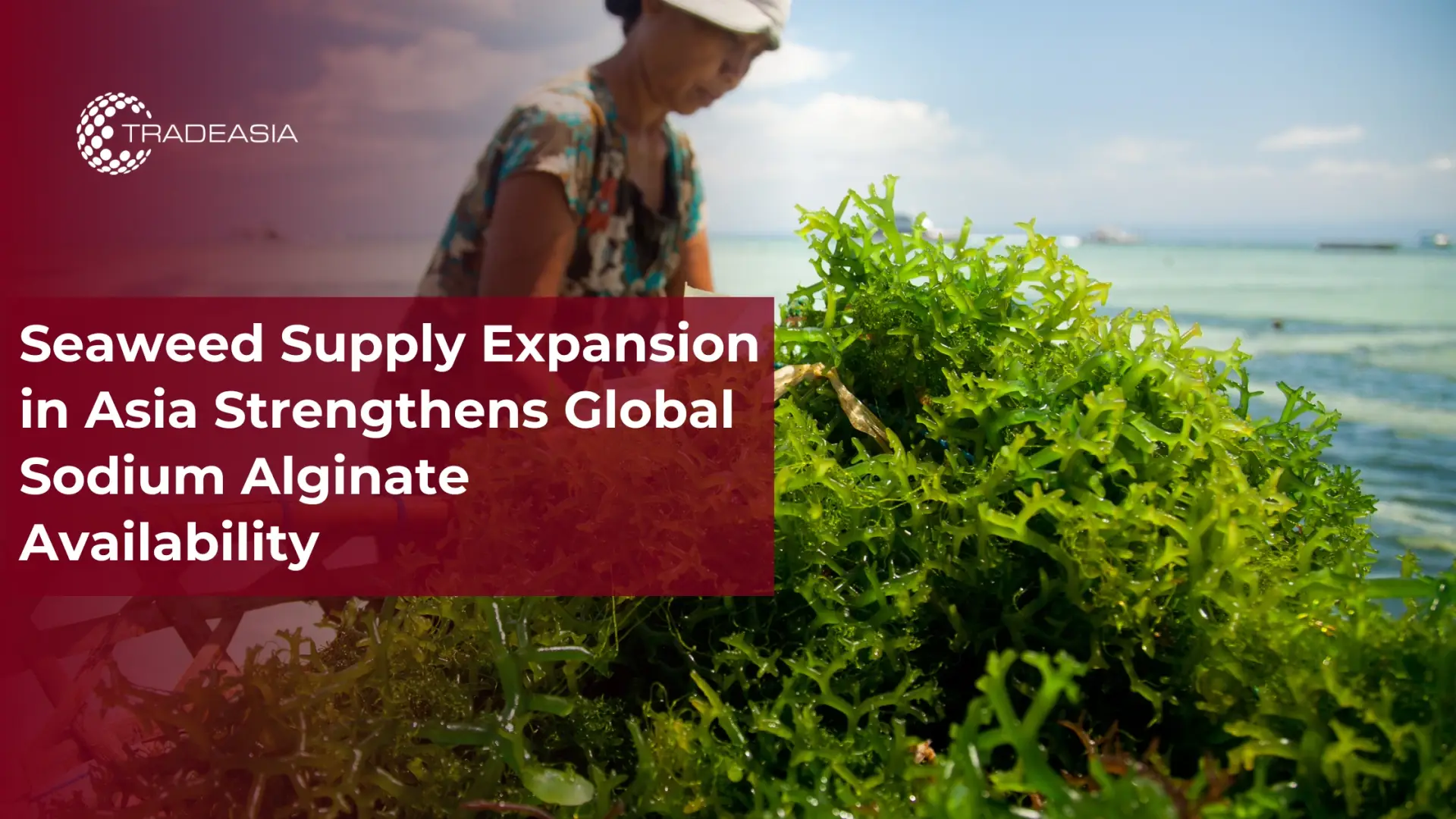 Asia Seaweed Growth Strengthens Sodium Alginate Supply