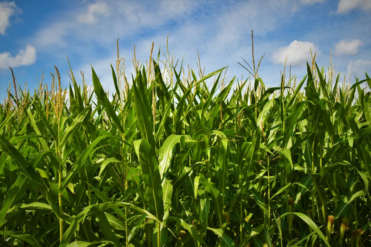 Mastering USDA Crop Progress Reports to Forecast Corn Starch Prices
