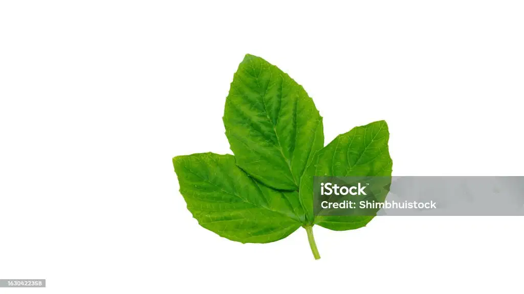 Guar Gum: Rajasthan Crop Fundamentals for Procurement Professionals