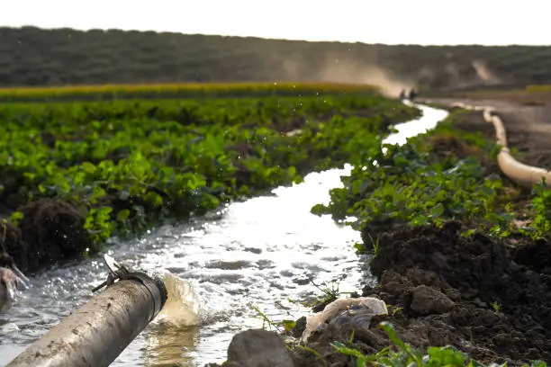 Producción de alimentos con escasez de agua: por qué los proveedores de ingredientes se están replanteando el procesamiento