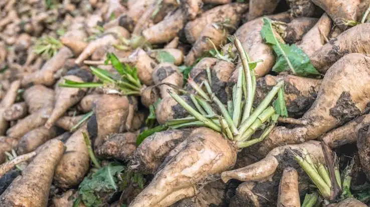 Inulina: aplicaciones funcionales y compradores en productos alimenticios enriquecidos con fibra