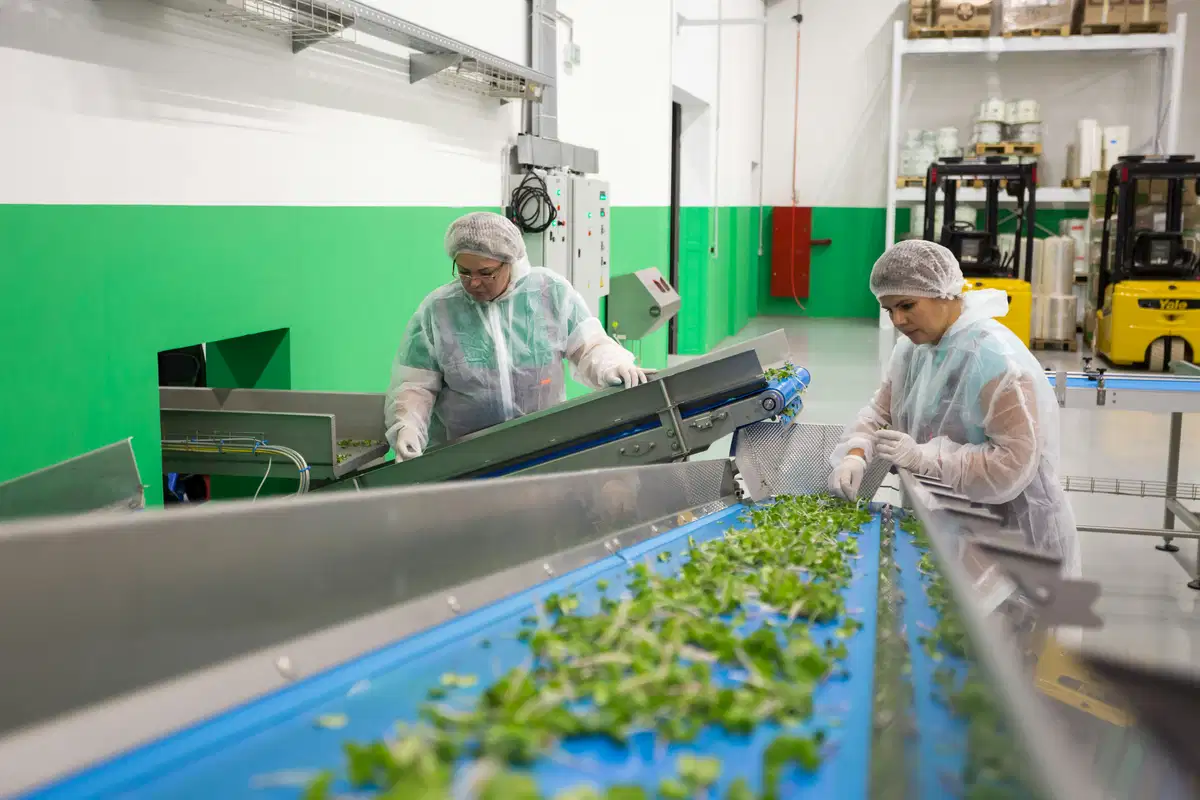 Food Chemicals Under Regulatory Review: Implications for Manufacturers