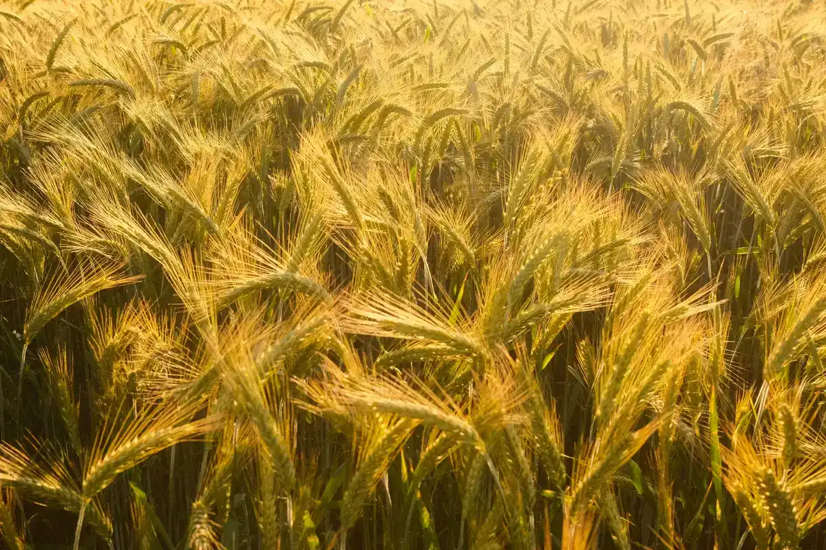 Food Industry Waste Reduction: How Manufacturers Can Turn By-Products into Valuable Ingredients