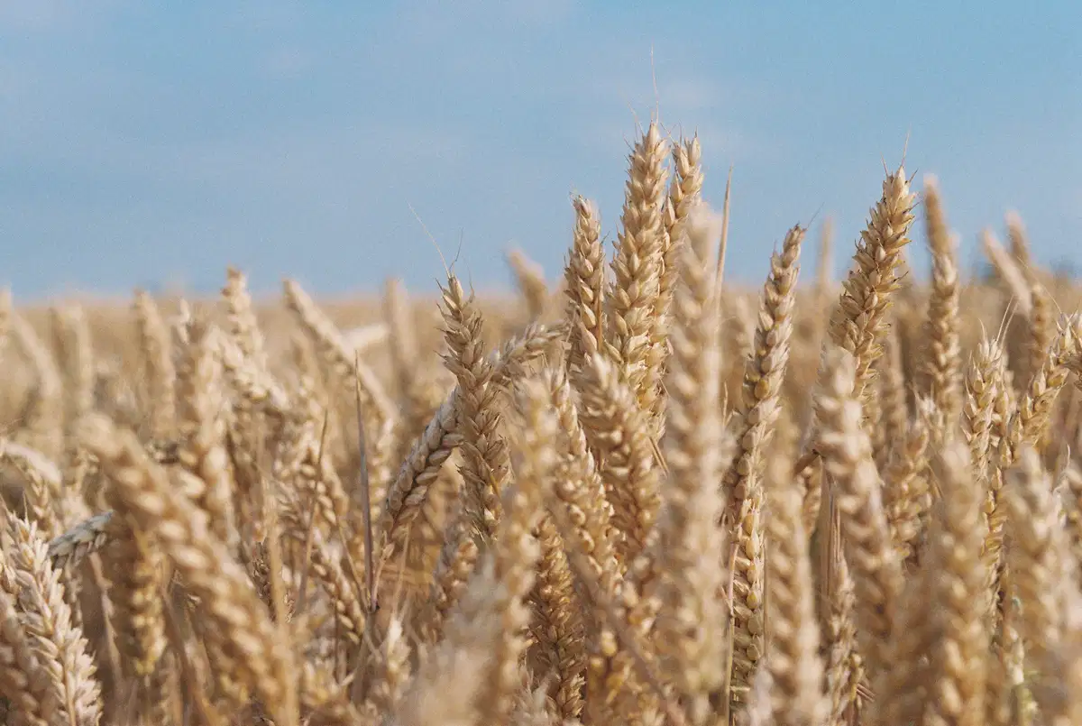Upcycled Food Ingredients: How Food Waste Is Becoming a Valuable Resource
