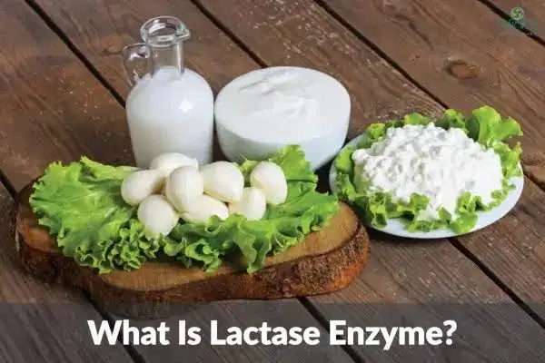 Lactase Enzyme: Applications in Lactose-Free Dairy Production