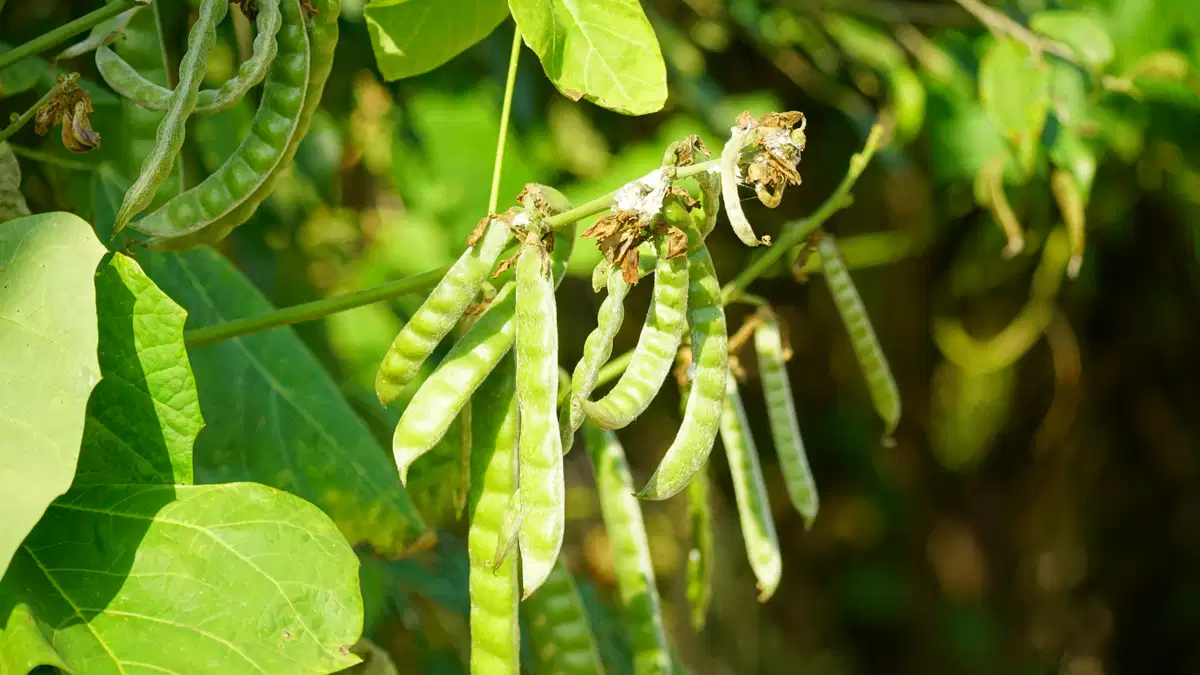 Vitamin B12 Ingredients: Fortification Opportunities in Plant-Based Foods