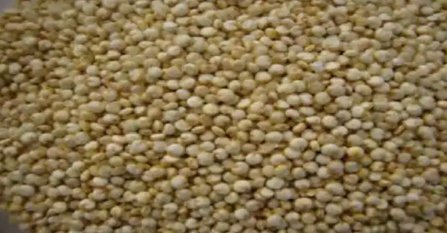 Conventional White Quinoa